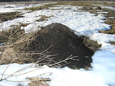 mutilõks - antti loodus - mullamutt - mutilõks - Common - mullamutt - mutt - Maulwurf - Northern Mole - talpa europaea