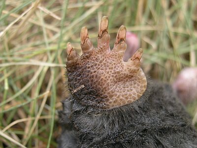 mutilõks - antti loodus - mullamutt - mutilõks - Common - mullamutt - mutt - Maulwurf - Northern Mole - talpa europaea